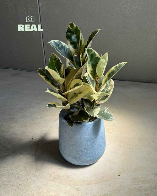 net-macetero-xl-real