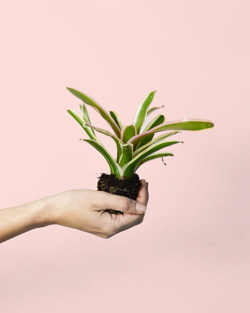 Nidularium Fireball Variegata Mini - Pur Plant