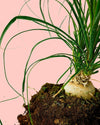 Nolina Recurvata M - Pur Plant