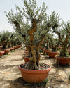 Olivo Árbol Manzanillo XXL - Pur Plant