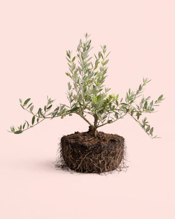 Bonsai de Oliveira - Olea Europaea