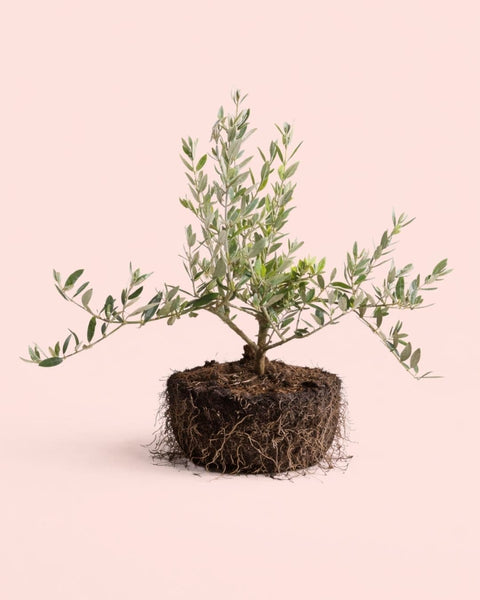 Bonsai de Oliveira - Olea Europaea