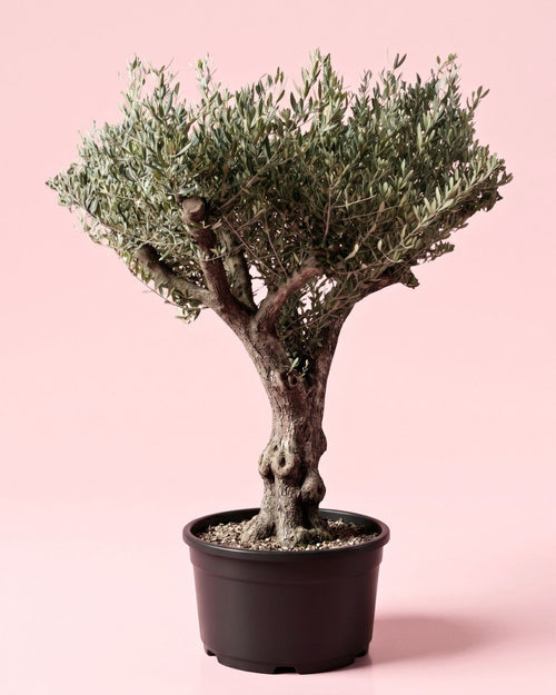 Oliveira Picual XXL