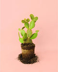 Opuntia Microdasys M