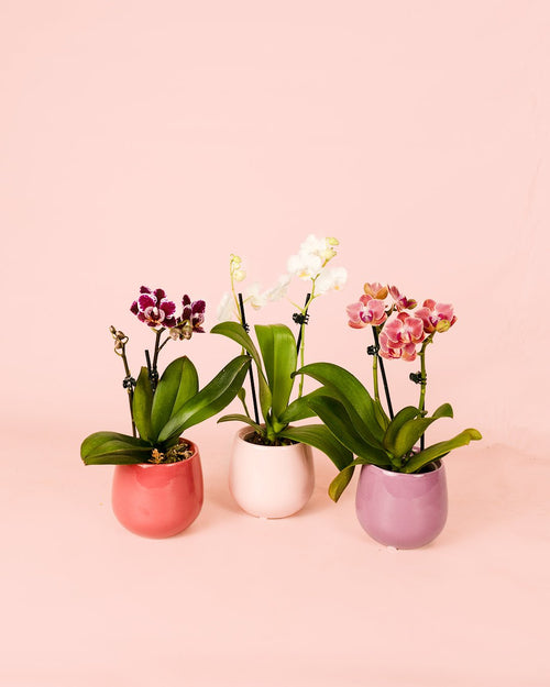 Orquídea Amarilla Mini - Pur Plant