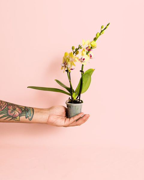 Orquídea Amarela Mini