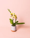 Orquídea Amarela Mini