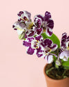 Orquídea Bicolor Mini - Pur Plant