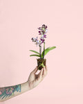 Orquídea Bicolor Miniatura