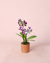 Orquídea Bicolor Mini - Pur Plant