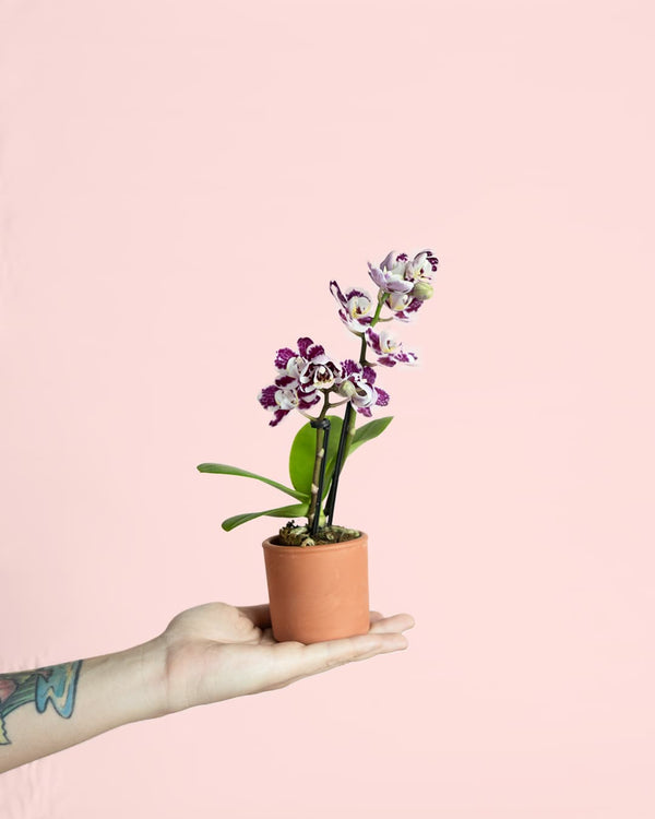Cómo Cuidar las Orquídeas