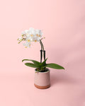 Orquídea Branca Mini