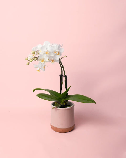 Orquídea Branca Mini