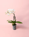 Orquídea Blanca Mini - Pur Plant