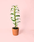 Orquídea Dendrobium Nobile M