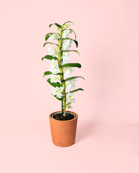 Orquídea Dendrobium Nobile M