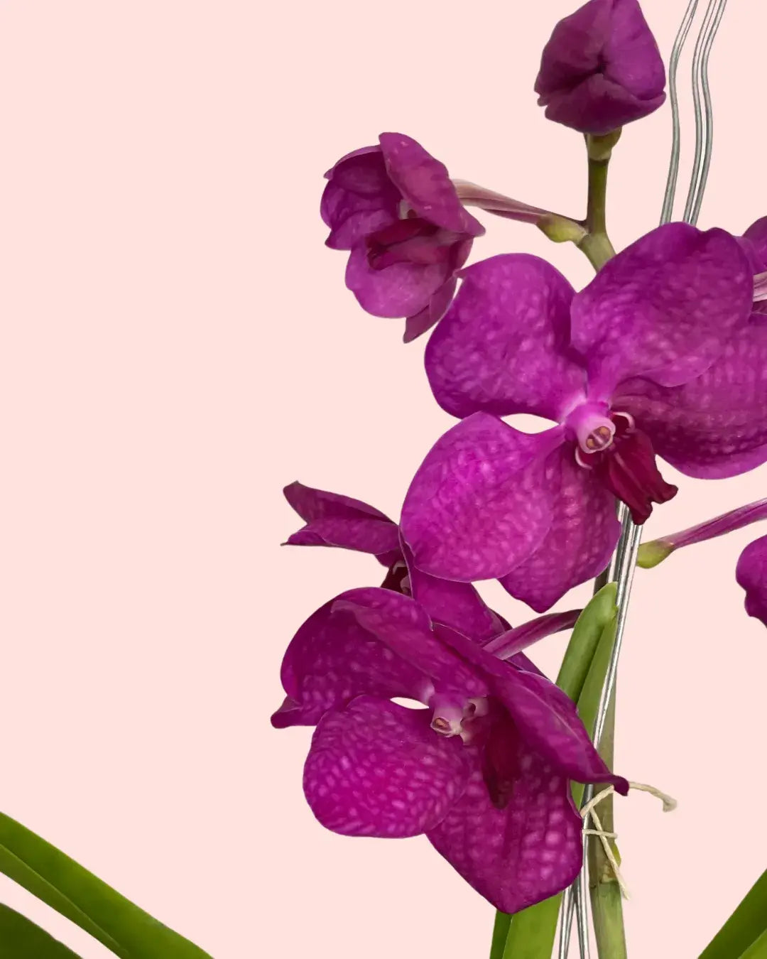 Como Cuidar da Orquídea Vanda