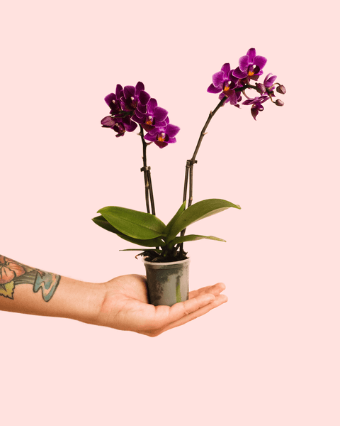 Orquídea Lilás Mini
