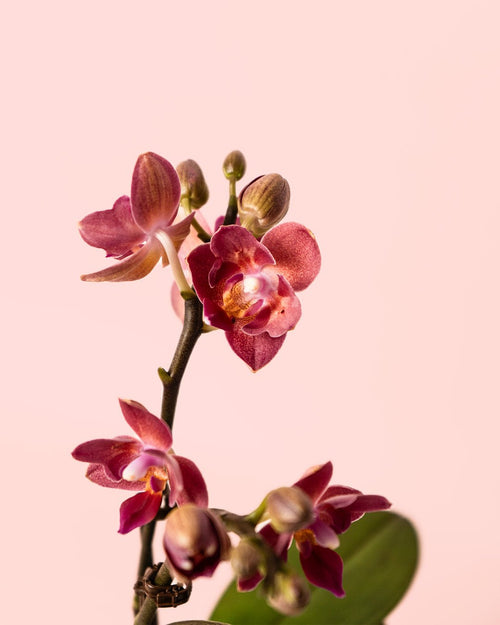 Orquídea Magenta Mini - Pur Plant