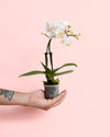 orquidea-mini-blanca-planta_2