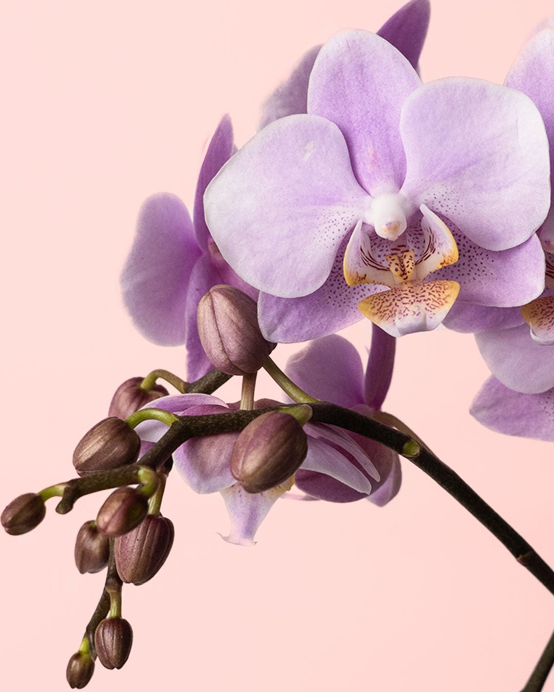 Orquídea Pink M - Pur Plant