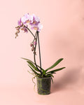 Orquídea Pink M