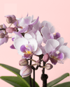 Orquídea Pink Mini - Pur Plant