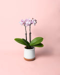 Orquídea Rosa Mini