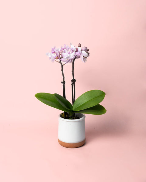 Orquídea Rosa Mini