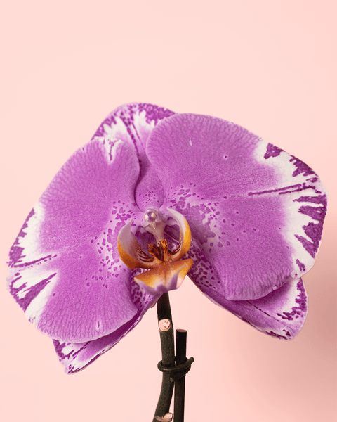 Orquídea Singolo Victorio M