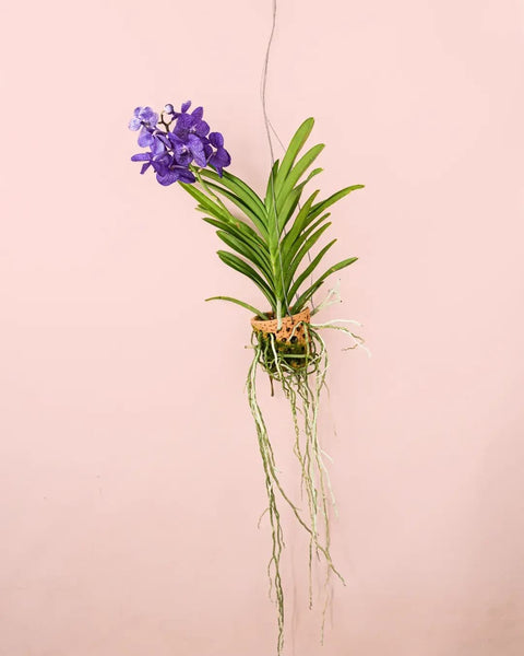 Orquídea Vanda + Vaso Terracota