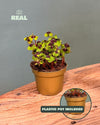 Oxalis Deppei – Trébol de la suerte - Pur Plant