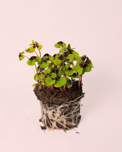 Oxalis Deppei – Trevo-da-sorte