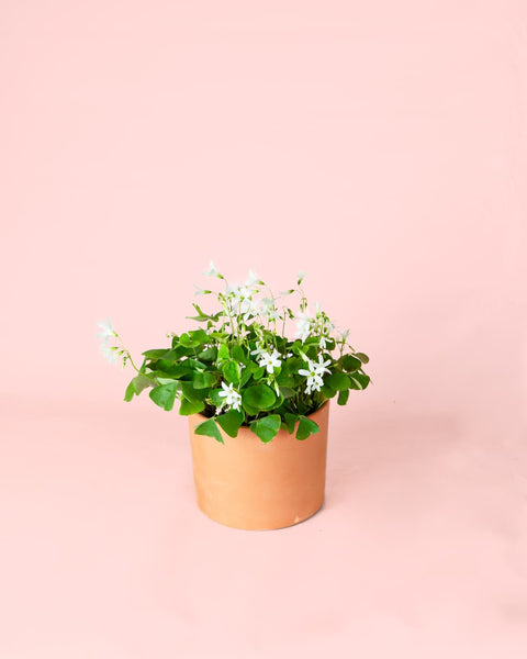 Oxalis Green M