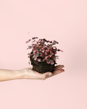 Oxalis Rosa Mini