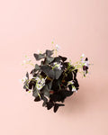 Oxalis Triangularis – Trevo-Roxo M