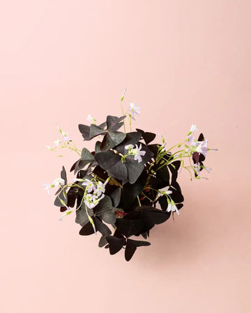 Oxalis Triangularis – Trevo-Roxo M
