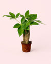 Pachira Aquatica – Árbol del Dinero Mini - Pur Plant