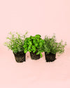 Pack 3x Mix Plantas Aromáticas - Pur Plant