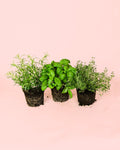 Pack 3x Mistura Plantas Aromáticas