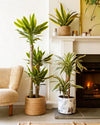 Pack 3x Plantas Medianas Fáciles de Cuidar - Pur Plant