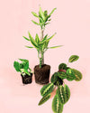 Pack 3x Plantas Medianas Fáciles de Cuidar - Pur Plant