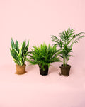 Pack 3x Plantas Purificadoras de Ar