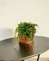Pack 4x Mini Plantas Colgantes - Pur Plant