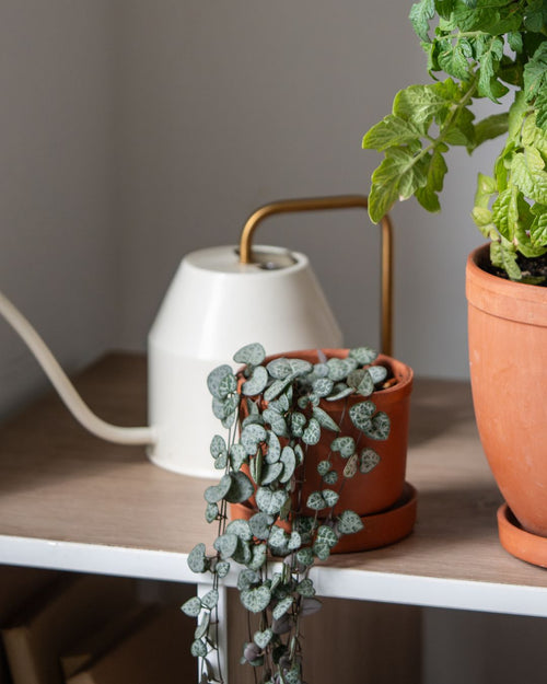 Pack 4x Mini Plantas Colgantes - Pur Plant