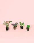 Pack 4x Mini Plantas Fáceis de Cuidar
