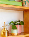 Pack 4x Mini Plantas Fáciles de Cuidar - Pur Plant