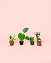 Pack 4x Mini Plantas Resistentes - Pur Plant