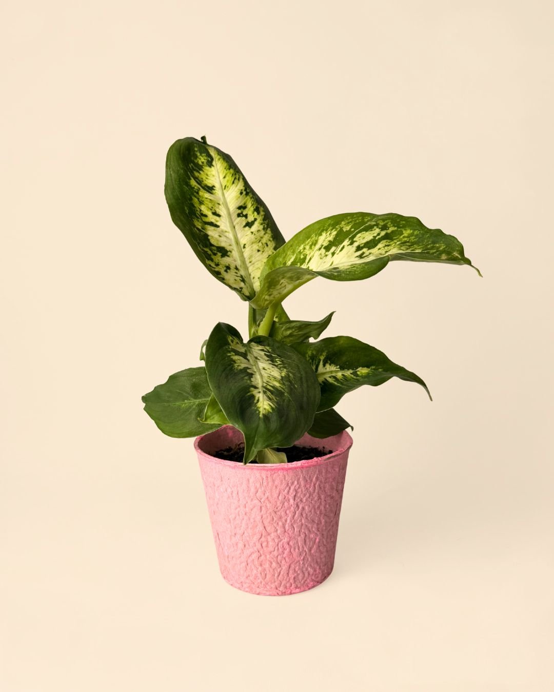 Pack 5x macetas biodegradable rosa 9 cm - Pur Plant