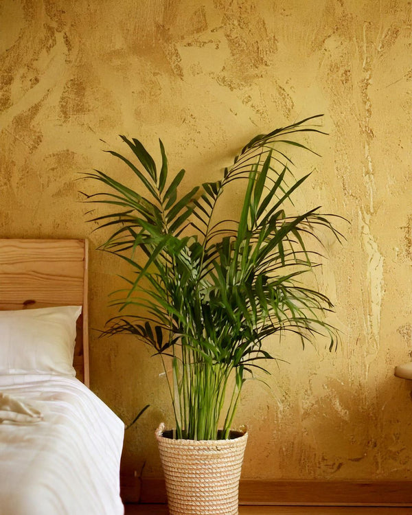 Como Cuidar da Palmeira-Areca